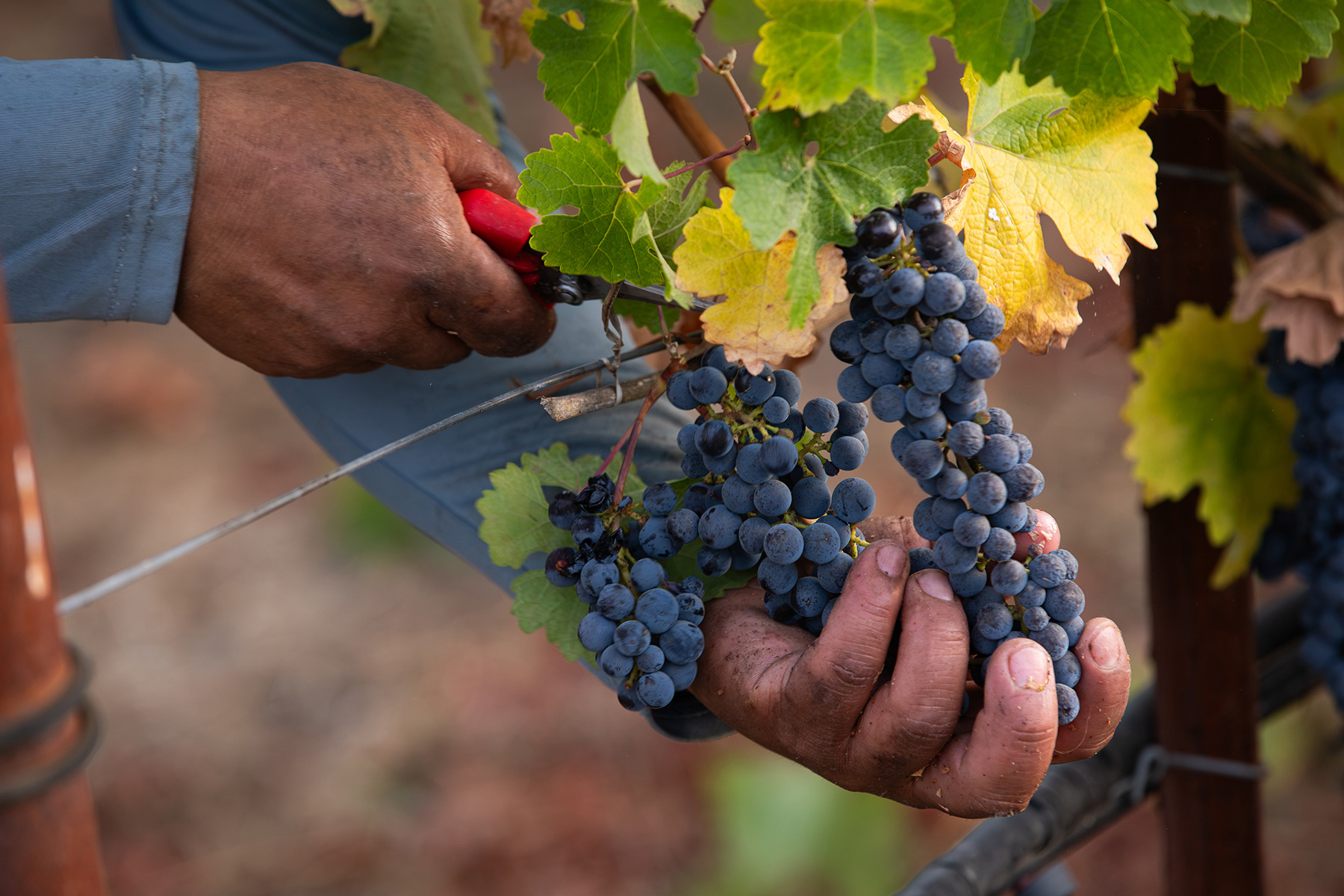 Cutting Cabernet clusters by hand during the 2026 harvest