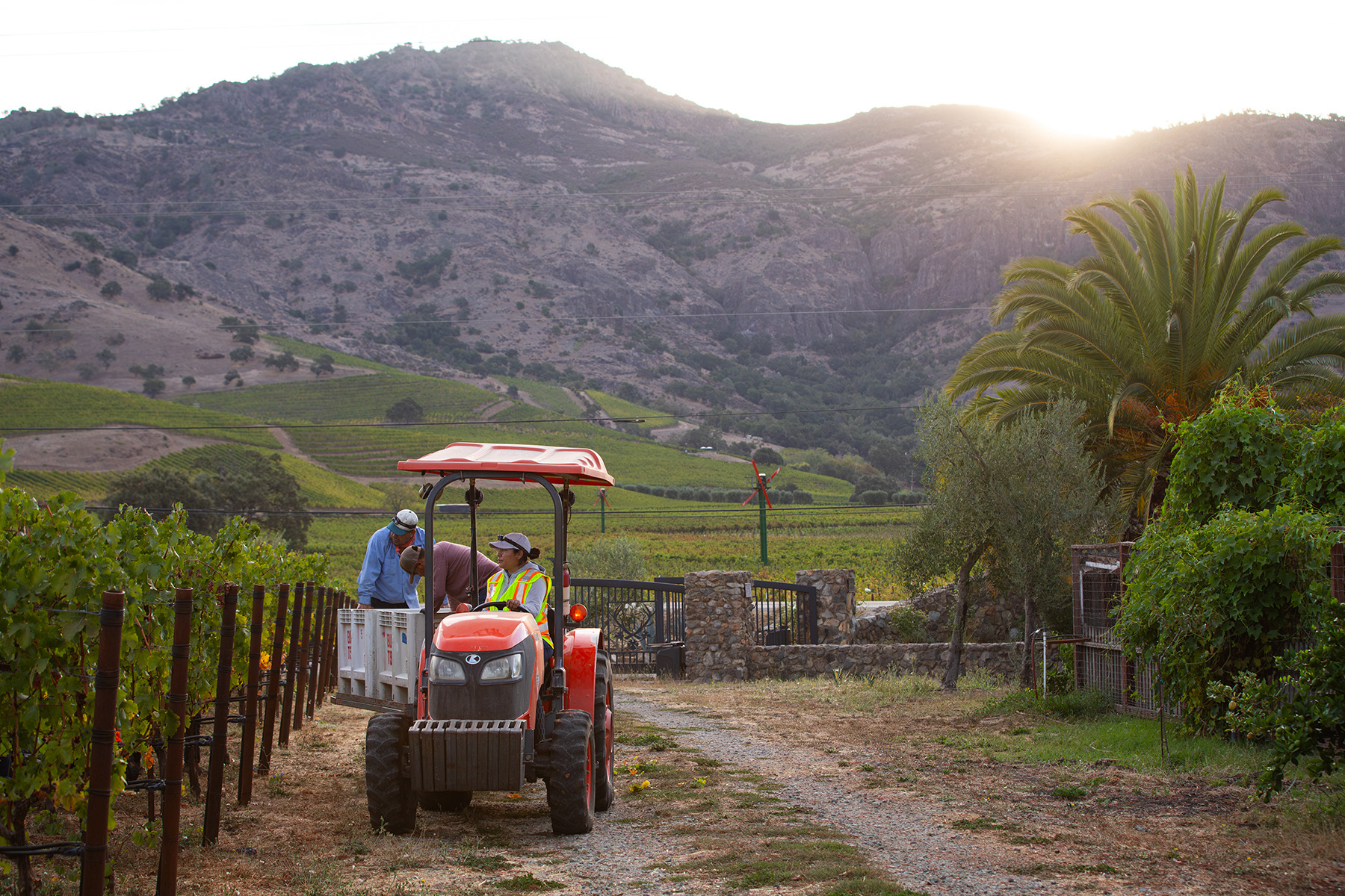 A bin of Cabernet heading to the winery at sunrise