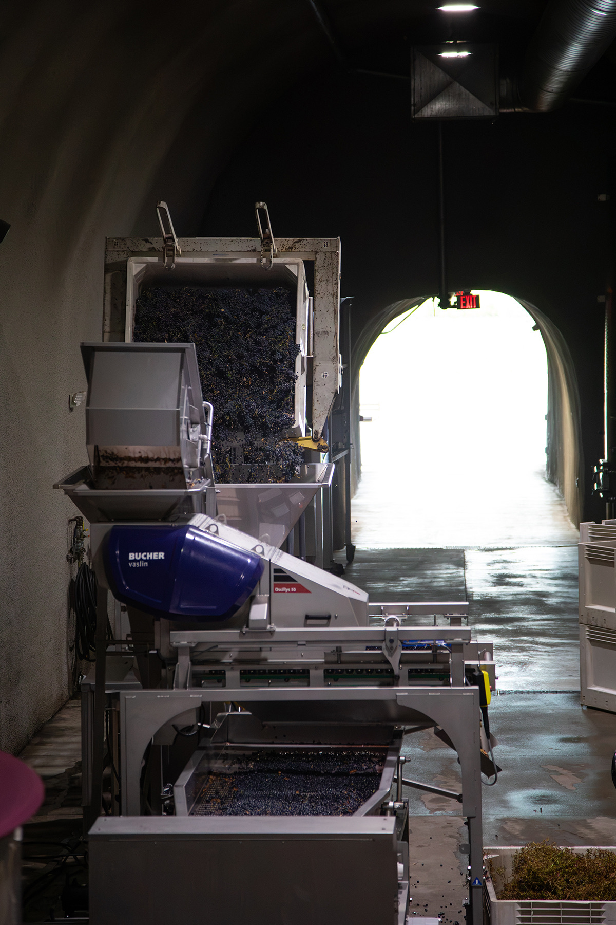 Cabernet moving through the destemmer and sorting line in the cave