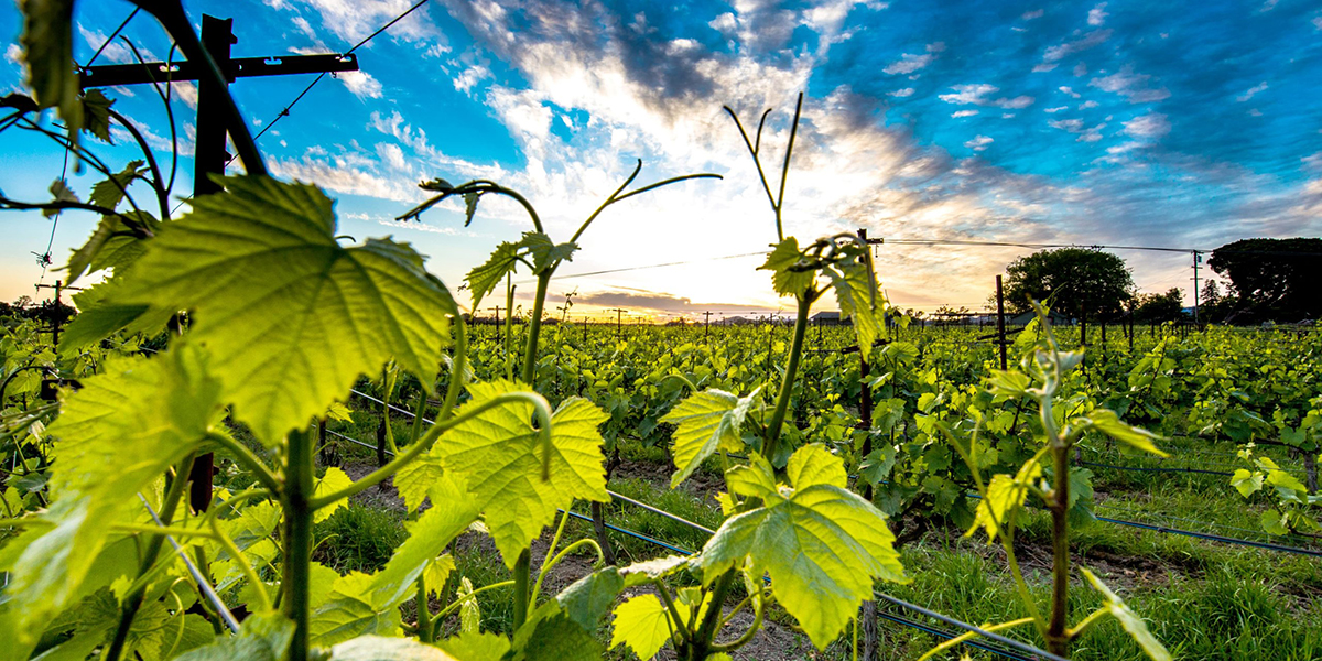 Carneros Sunset
