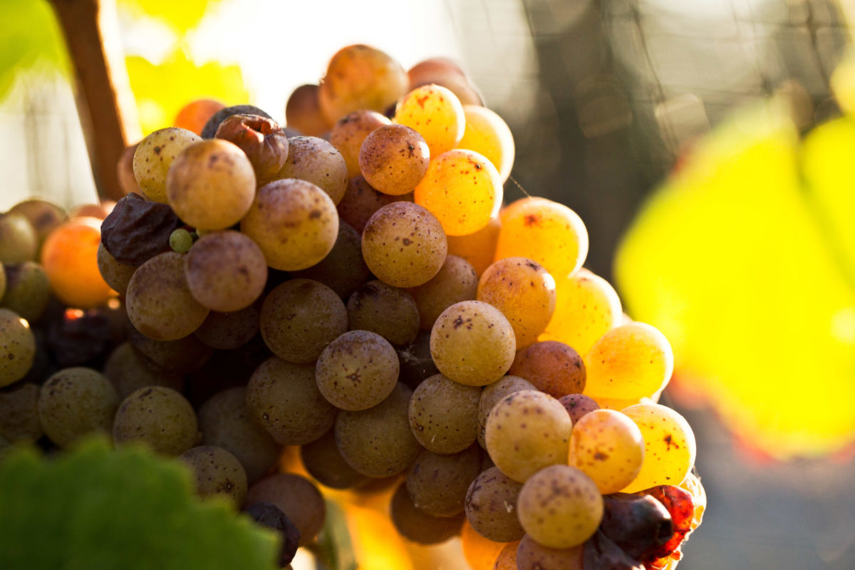 Baldacci Gewurztraminer 00