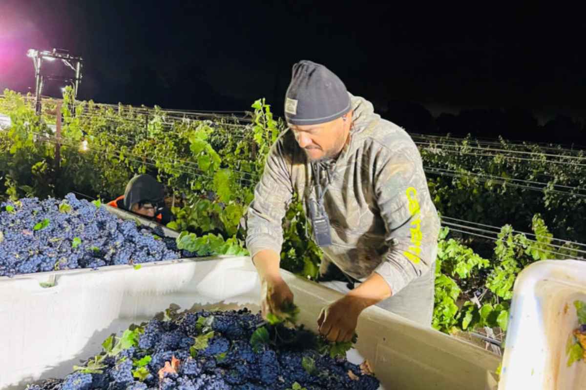Vineyards
