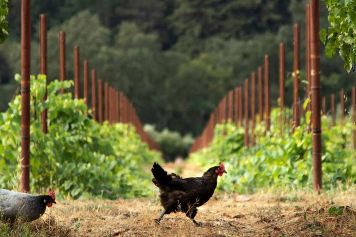 Biodynamic Viticulture