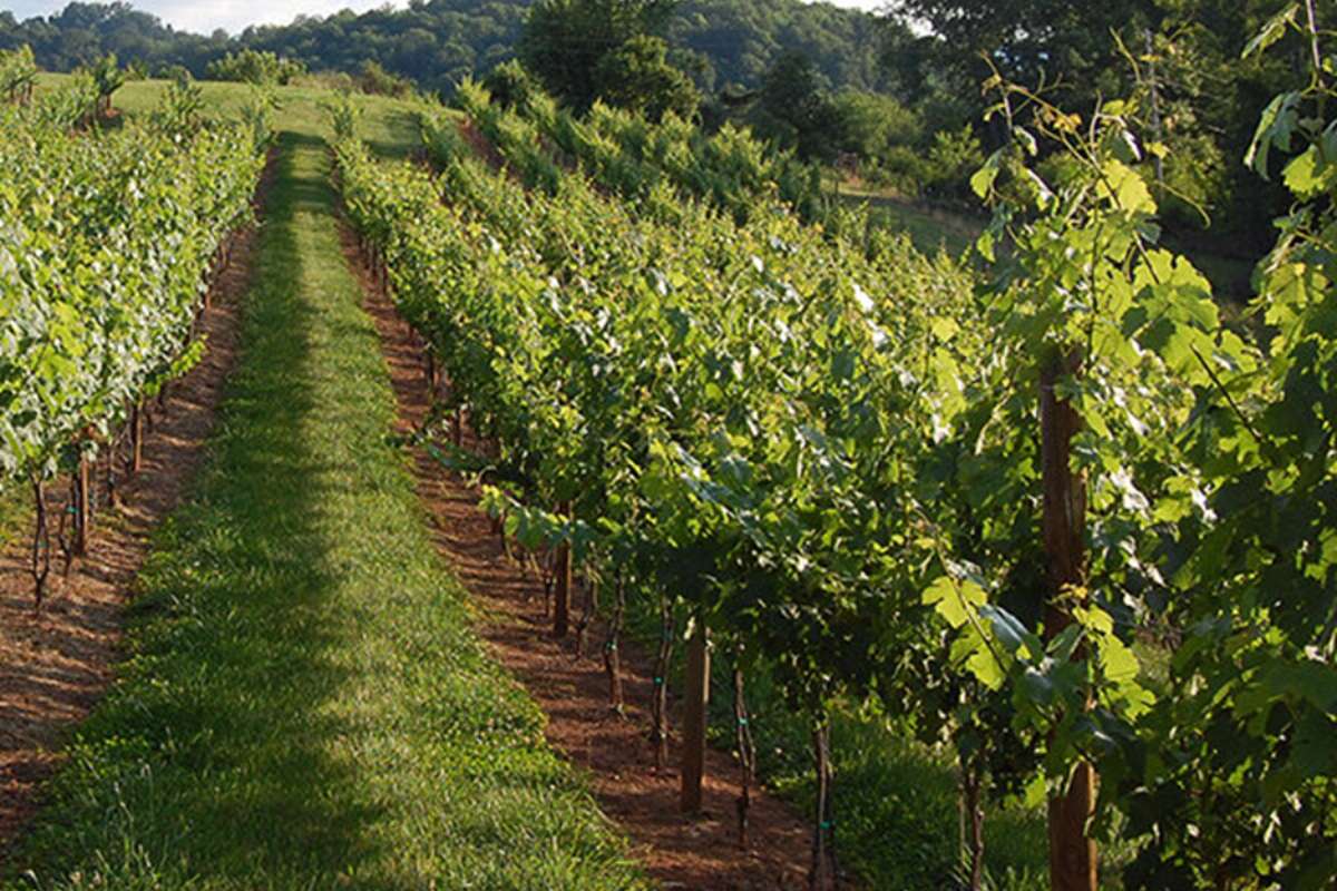 Conventional Viticulture