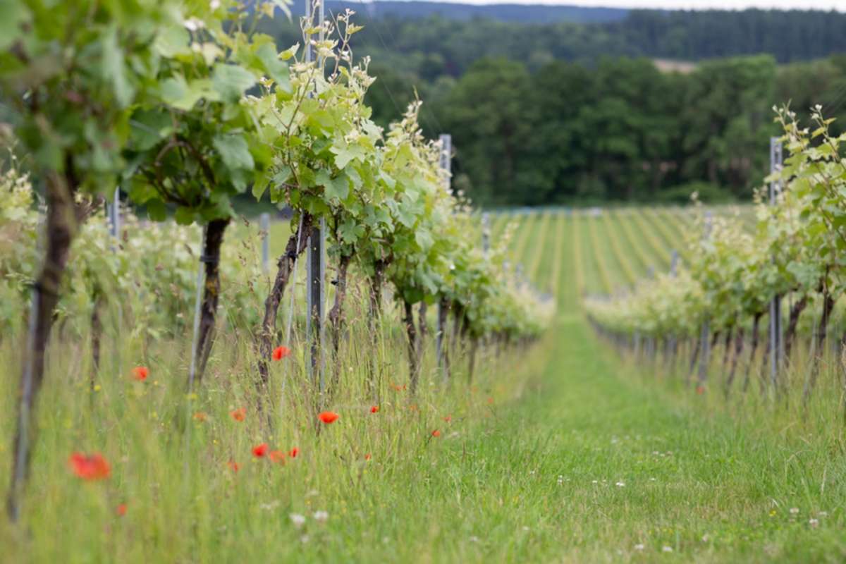 Organic Viticulture
