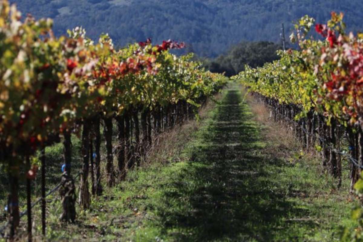 Sustainable Viticulture