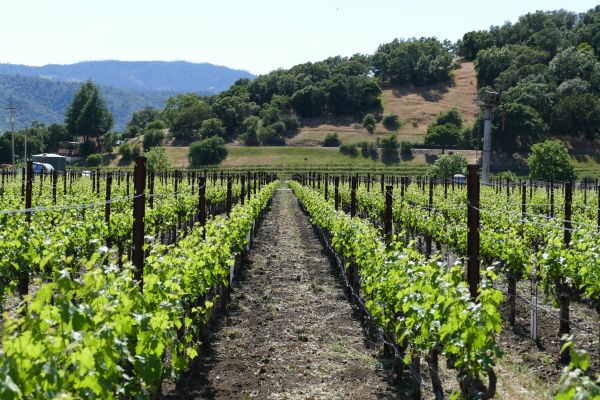 Winery Ranch