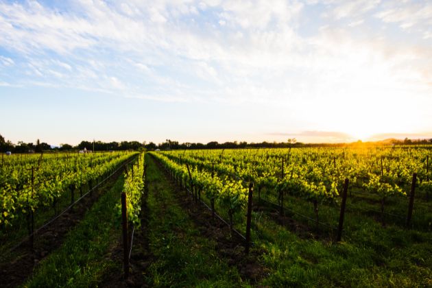Honey B Vineyard, Carneros