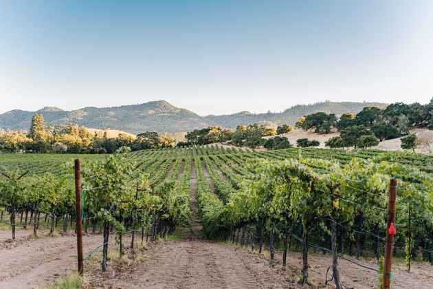 Lincoln Creek Vineyard, Oakville