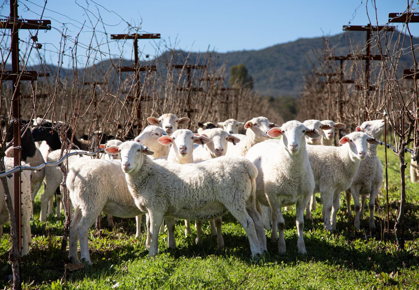 Sheep at Baldacci Family Vineyards